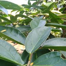 Check spelling or type a new query. Daun Cincau Perdu Home Facebook