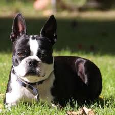 The boston terrier is compact, sturdy, and small but is not delicate or fragile. Boston Terrier