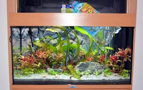 Wann kann ich mir das apartment anschauen? Einzug Ins Aquarium Fische Richtig Einsetzen My Fish Aus Freude An Der Aquaristik