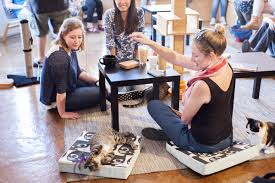 Louis as a hopeless pipe dream — or sniffed that you'd never eat in. Mauhaus Cat Cafe Is Bringing Joy And Cats To Maplewood Food Blog