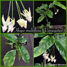Image result for hoya multiflora