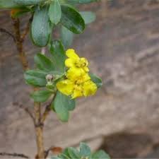 Image result for Dewildemania filifolia