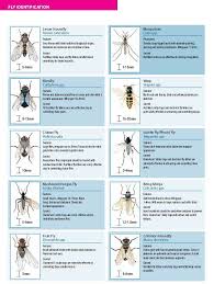 chart for identifying types of common flies bestpestcontroluk