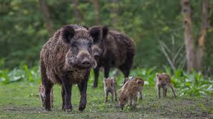 News articles continue to point to various market disruptions caused by the ongoing african swine fever asf outbreak in asia and beyond. Vaccine For African Swine Fever May Save Our Bacon Science Research News Frontiers