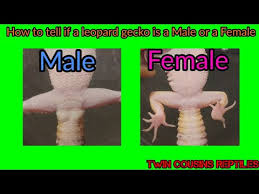 Genjer mungkin terdengar kurang familier buat see more of genjer on facebook. How To Tell If A Leopard Gecko Is A Male Of Female Youtube