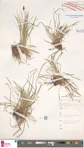 Image result for Pavetta bagshawei