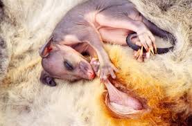 Maybe you would like to learn more about one of these? Possum An Ecological Nightmare New Zealand Geographic