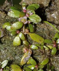 Image result for Elatine triandra