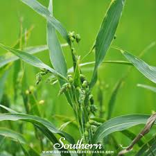 Image result for Coix lacryma-jobi