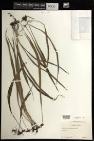 Image result for Vittaria guineensis