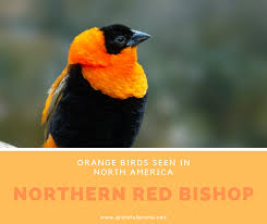 Blue Bird With Orange Wings Orange Birds Seen In North America Northern Red Bishop In 2020 Orange Bird Pet Birds Bird Species
