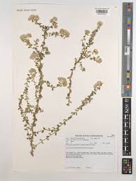 Image result for Plecostachys