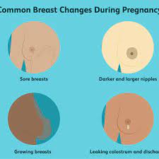 Breast Changes During Pregnancy