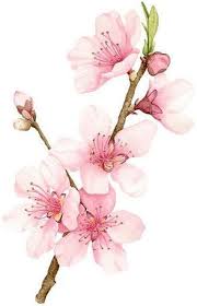 Maybe you would like to learn more about one of these? Tatuaggio Fiore Di Pesco Significato Le Immagini A Cui Ispirarti