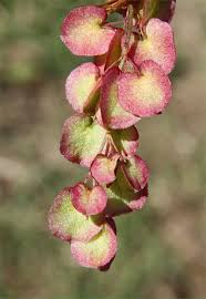 Image result for Rumex sagittatus