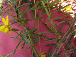 Image result for Chamaecrista mimosoides