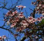 Image result for Stereospermum kunthianum