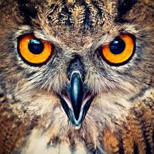 Gambar burung garuda dan keteranganya gambar. Burung Burung Cantik Animal Planet