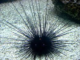 Файл:Sea Urchin in Shedd Aquarium (Chicago, IL) 28Nov07.JPG — Википедия