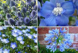 Blau Bluhende Stauden Fur Die Gartengestaltung Liste Aus Schonen Arten Und Pflegetipps Stauden Blutenfarben Und Pflanzen