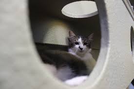 Many of our kittens require other high energy cat friendly cats already in the home, or to be adopted in pairs. Bandaged Paws Opens Doors On New Safe Haven Facility My Grande Prairie Now