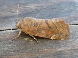 Image result for Cosmia diffinis