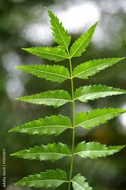 Image result for Azadirachta indica