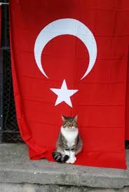 hayatta bir kedi tarafindan karsilanmaktan daha fazla insanin icini isitan cok az sey vardir tay hohoff kediler ve yavrulari kedi kedi kopek