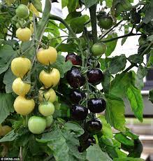 If you plant your crop too late in the season there are chances that the temperature of the soil drops below this temperature while your plants are fruiting. Horticulturalists Create Black And White Tomato Plant Daily Mail Online