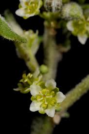 Image result for Peraceae