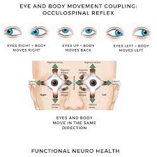 Image result for Extraocular Movement