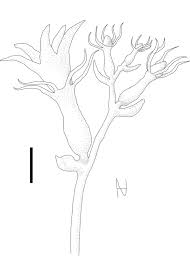 Image result for Diplocyclos decipiens