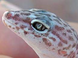 The range of the desert banded gecko overlaps that of barefoot gecko, which differs in having blackish tubercles on the neck and back. Wildlife Around Las Vegas Western Banded Gecko Coleonyx Variegatus