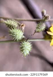 Image result for Triumfetta trifida