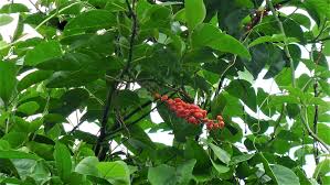 Image result for Phytolacca dodecandra