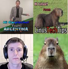 See tweets about #carpinchos on twitter. Another Linustechtips Meme But With An Argentinian Touch Pewdiepiesubmissions