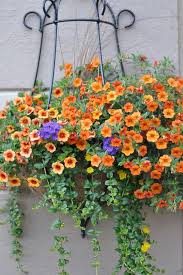 Experienced flower and gift basket delivery service by local florists. Flowers Delivery Online Flowers Florist Singapore Flowers Delivery Singapore Singapore Florist Flowers Hanging Plants Hanging Baskets