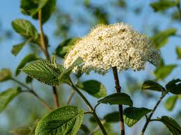 Fink verlag vorgärten sind häufig schmal. Vielfalt Durch Einheimische Geholze Gartencenter Zulauf Pflanzen Kaufen
