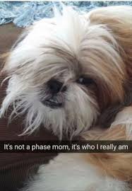 Bristol'sbabydaddy view my complete profile. Philosophy Of Dog On Twitter Emo Pupper Emo Dogsoftwitter Dogmom Dogdad Adoptdontshop Lovedogs Doglife