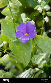 Image result for Thunbergia battiscombei