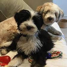 The breed was given its english name by european travelers due to its. Tibetan Terrier Borrowmydoggy Leaving Pawprints Of Happiness