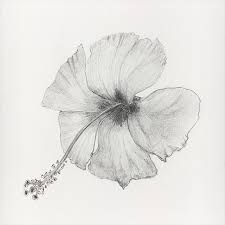 Hawaiian Flowers Pencil Drawings Drawing Art Ideas • draw a circle on the size you want your flower to be • then draw a slightly drawing a cosmos flower would be a little difficult than the ones mentioned above, nevertheless, they are easy and can be sketched by anybody. hawaiian flowers pencil drawings