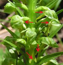 Image result for Ozoroa viridis