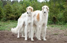 All small pets such as rabbits, rodents, ect. Borzoi Dog Breed Information And Pictures Petguide
