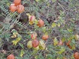 Image result for Cardiospermum corindum