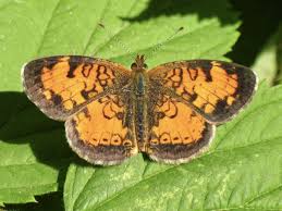 Orange black butterfly on yellow poms. Orange Butterfly Identification Guide With Photos Owlcation