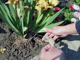 In spite of this, grows well in a wide variety of conditions. Iris Growing Care And Planting Varieties Bearded Irises
