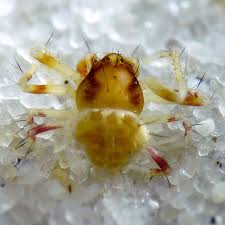 Image result for Poecilostachys