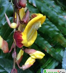 Image result for Thunbergia mysorensis