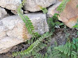 Image result for Adiantum incisum